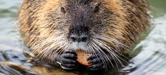 Beaver rat gb9953a154 1920