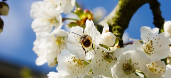 Bij in appelbloesem Pixabay