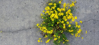 Bloem plant in beton asfalt Pixabay