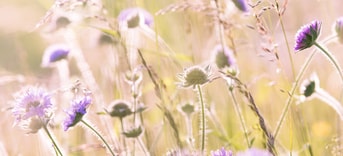 Bloemenweide Pixabay