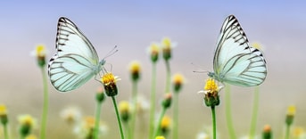 Butterflies Pixabay