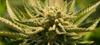 Cannabis Pixabay
