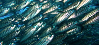 Fish shoal Pixabay