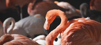 Flamingo Pixabay