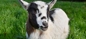 Goat Pixabay