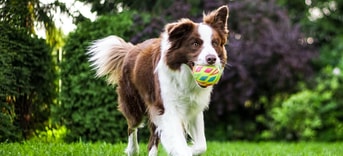 Hond met bal