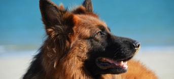Hond zand strand Duitse Herder Pixabay