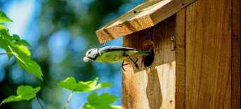 Pimpelmees Vogelhuis