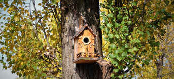 Populier met vogelhuis Pixabay