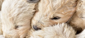 Puppies Pixabay