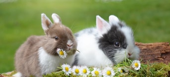 Rabbits Bunnies Pixabay