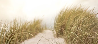 Zand gras strand Pixabay