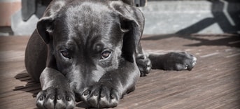 Dog 423398 1280