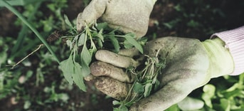 Gardening 2518377 1280
