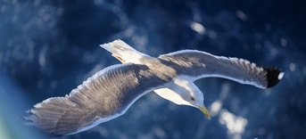 Seagull 3491309 1280