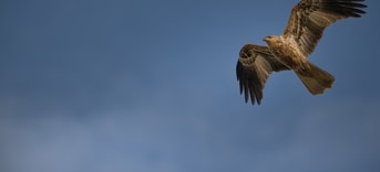 Whistling kite 7340817 1280