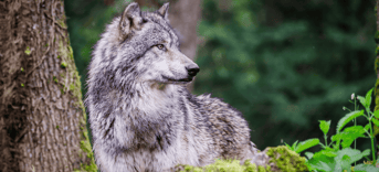 Wolf 2