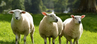 Adobe Stock 341652314 Funny sheep on the field web