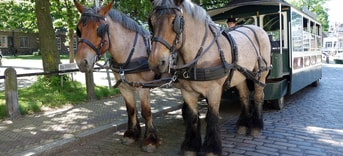 Horses 800298 Pixabay Paarden Wagen Lastdier web
