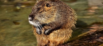 Beaver rat 2909523 1920