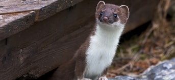 Weasel 3352109 1920