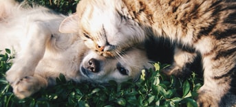 Pvd D Ede Podium voor dieren in de politiek