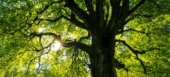 Kiesgroen