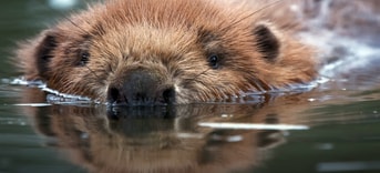 Bever