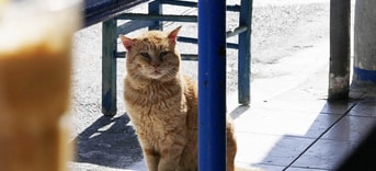 Pvd D cafekat