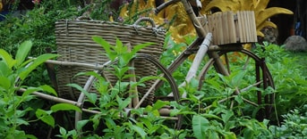 Fiets In Het Groen Pixabay Rechtenvrij