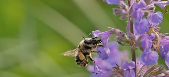 Bijtje op bloem