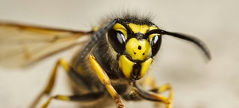Gidlark Wer Er3 XEM44 unsplash