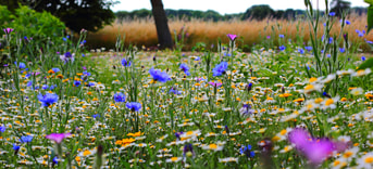 Biodiversiteit bloemen
