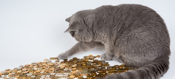 Kat geld 1