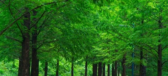 Forest 3524520 1920
