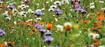 3 Klimaatbiodiversiteitcirculair