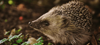 H2 Dierenrechten