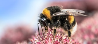 Heide Hommel