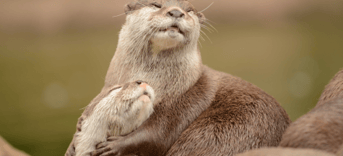Otters