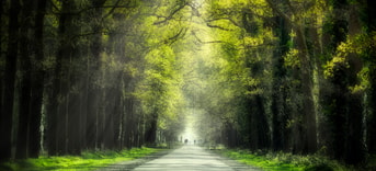 Bos gravenallee Almelo