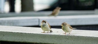 Vogels