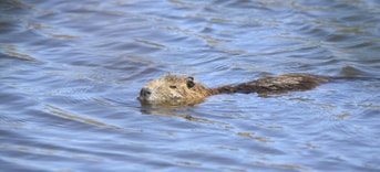 Zwemmende bever in de I Jssel