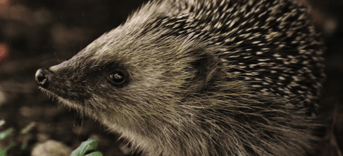Pvd D PN Dierenwelzijn egel