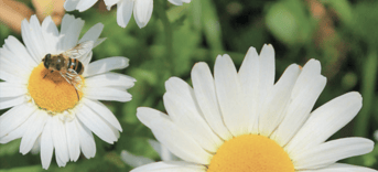 Pvd D PN Natuur bloemen met bij