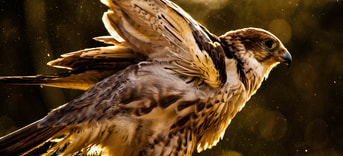 Roofvogel
