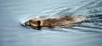 Muskusrat