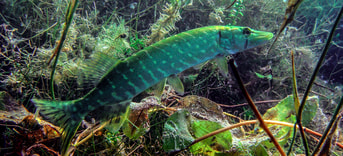 Snoek