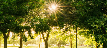 Bomen gayatri malhotra P9gkfbax MTU unsplash