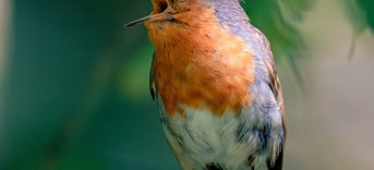 Dierenrechten