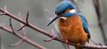 Ijsvogel op tak